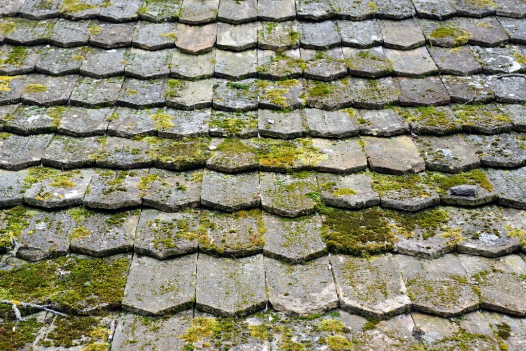 Getting Rid of Mold on Roof | All Climate Roofing