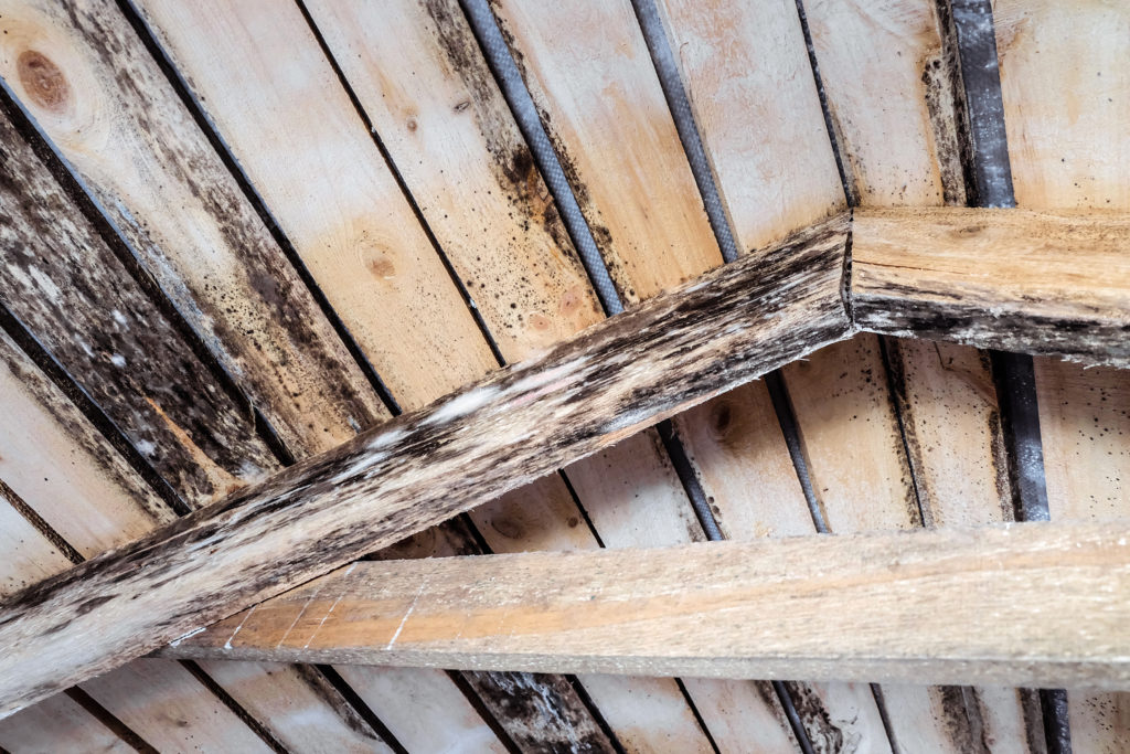 All To Know About Wood Rot And How To Prevent It - All Climate Roofing