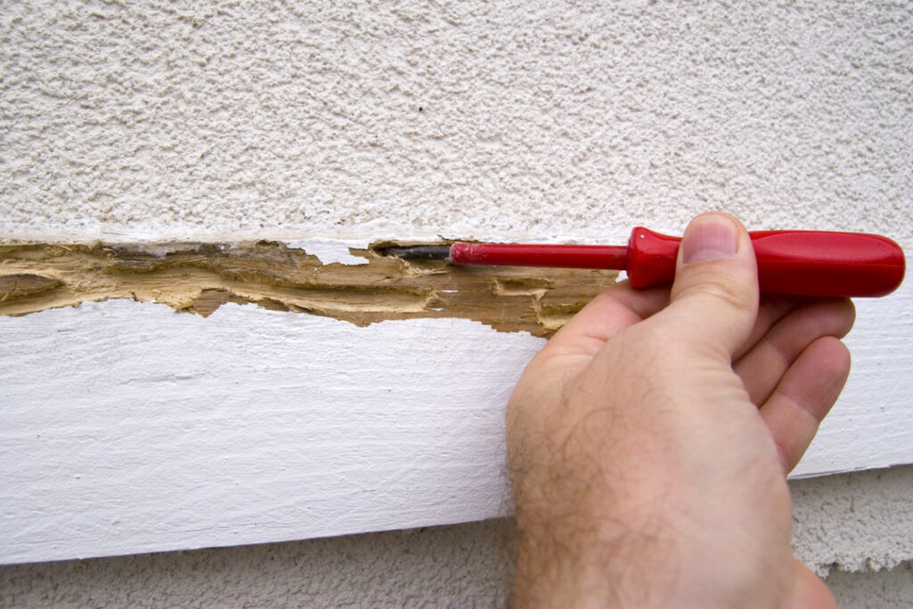 Termite Damage vs Wood Rot: Identifying and Repairing - ACR